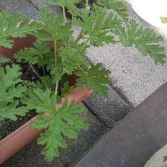 蚊が減るハーブ(ゼラニウム)