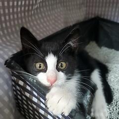 子猫の里親募集