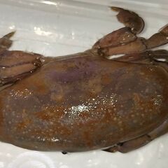 ホシマンジュウガニの画像