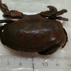 ホシマンジュウガニの画像