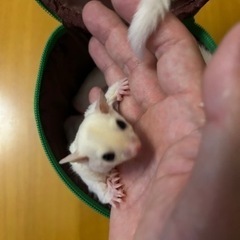 フクロモモンガ　リューシ　男の子2406 - ペット