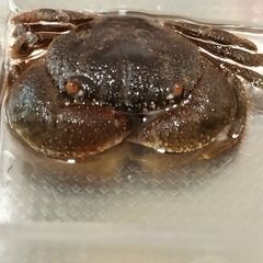 イボイワオウギガニ