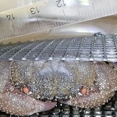 イボイワオウギガニの画像