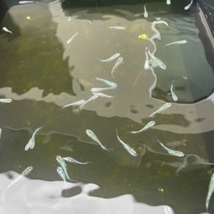 メダカ　MIX　の画像