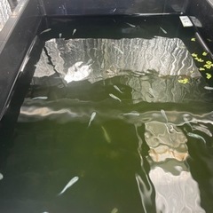 メダカ　MIX　の画像