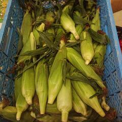 とうもろこし🌽