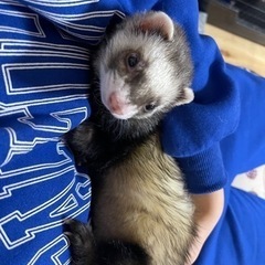 フェレット