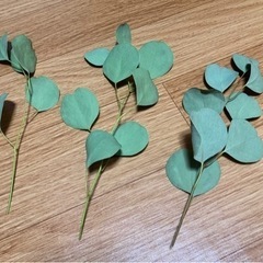 【数量限定】かわいい♡ドライフラワー ユーカリポポラス 大人気の画像