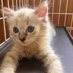 🚨レスキュー🏃‍♀️❗️🔶里親さま決定🔶兄妹仔猫　シャム系ふわふわ