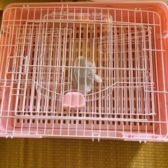 『極美品　小動物ケージ』　 の画像