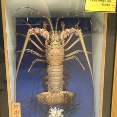 伊勢海老の中古が安い！激安で譲ります・無料であげます｜ジモティー