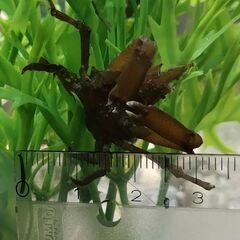 イソクズガニ幼体？