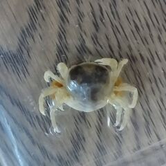 カクレガニ
