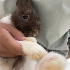 ウサギ（ネザーランドドワーフとミニレッキスの子）1才