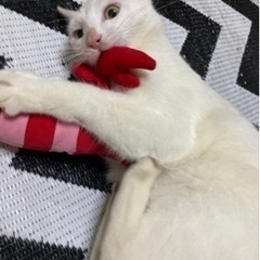 🐱てんこと申します🐱