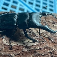⭐️野外採取⭐️ヒラタクワガタの画像