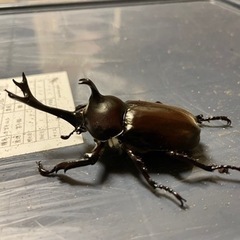 カブトムシ、オオクワガタ譲ります