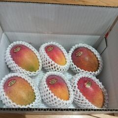 マンゴー🥭　　宜野座村産のとれたてマンゴー　　