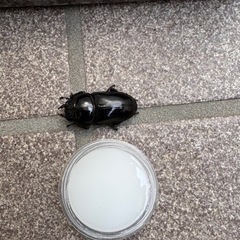 オオクワガタ♀
の画像