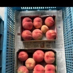 数量限定　B品　桃　白鳳
