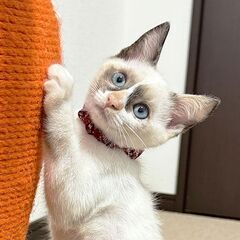 【可憐なシャムミックス】お転婆でとても懐っこいです💗