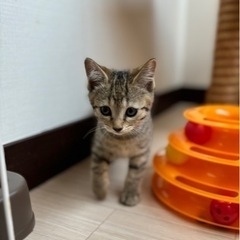 キジトラ3メス