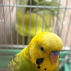 黄色と黄緑色のセキセイインコを探しています