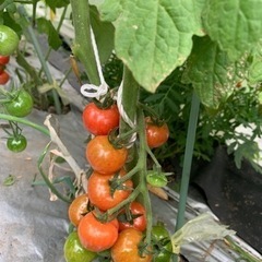 夏野菜セット（1）の画像