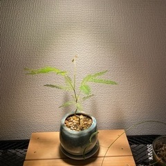 エバーフレッシュ実生 曲げ