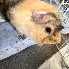 モルモット　里親募集