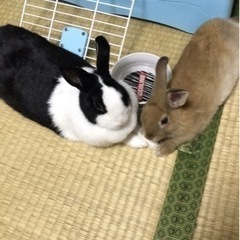 2話のウサギの里親募集します