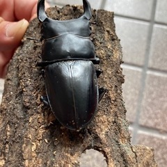 オオクワガタ♂ 能勢産YG血統　Bの画像