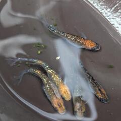 メダカ