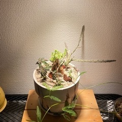 塊根植物寄せ植セット