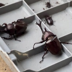 【終了しました】『お好きな1〜10匹♩』カブトムシ雄雌 クワガタ...