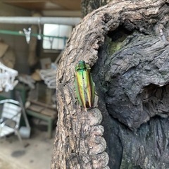 タマムシ