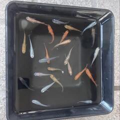 ミックスメダカ若魚20匹以上(43)
