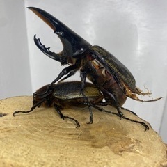 パチセラスメテオ幼虫3頭の画像