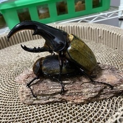 パチセラスメテオ幼虫3頭の画像