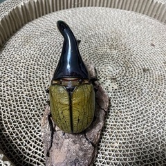 パチセラスメテオ幼虫3頭