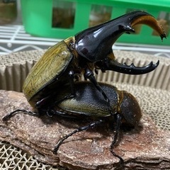 パチセラスメテオ幼虫3頭の画像