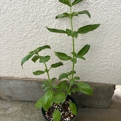 【家庭菜園】スイートバジル　鉢植え