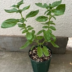 スイートバジル　鉢植え