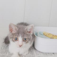 【トライアル決定の為募集停止】子猫の里親さん募集