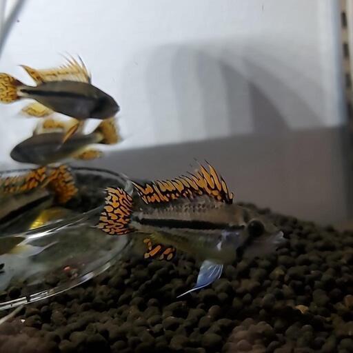 アピストグラマカカトイデス