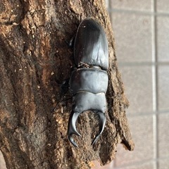 オオクワガタ♂ 滋賀大津産　C