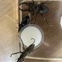 ミヤマクワガタ採取