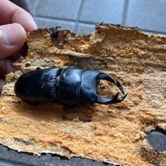 オオクワガタ♂ 滋賀大津産　D