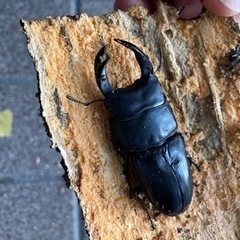 オオクワガタ♂ 滋賀大津　F