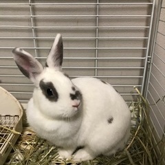うさぎの里親